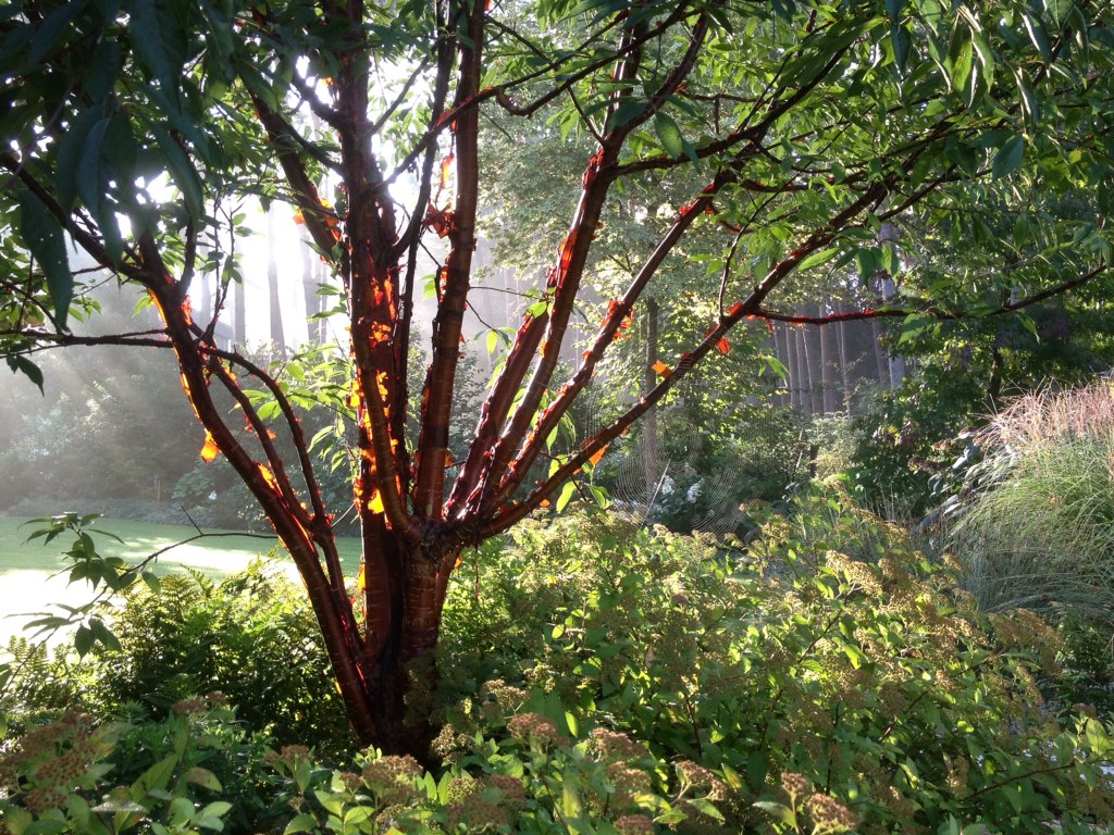 Prunus serrula 05 in Morgendaemmerung.JPG